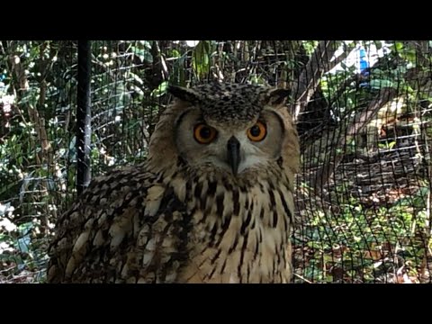 [cute]-owl-spinning-his-neck
