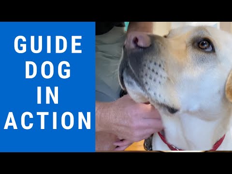 GOING TO THE HAIRDRESSER WITH MY GUIDE DOG - Guide Dogs in Action