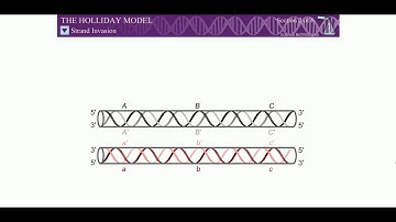 Recombination (Holliday Model) English version
