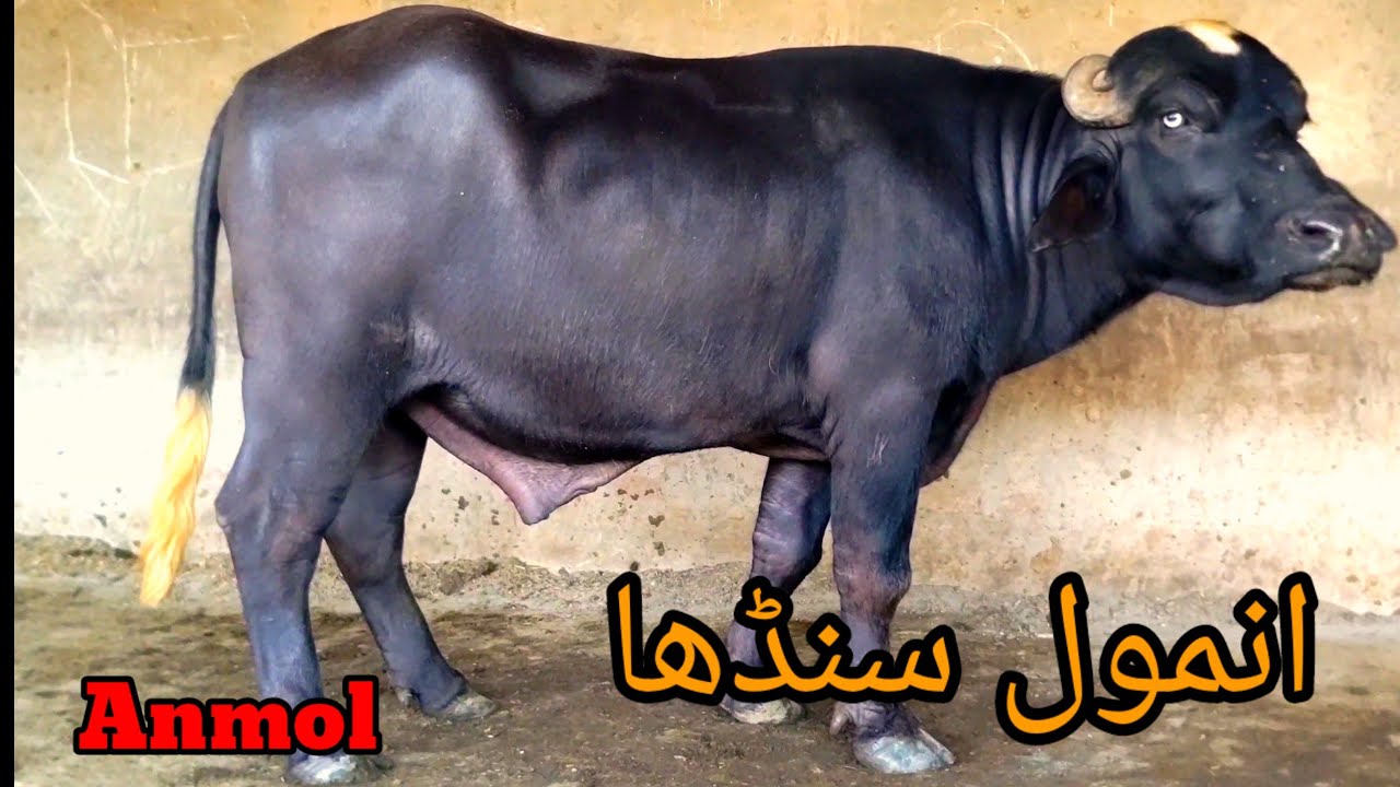Breeding Bull || Proven and Testing Bulls||Pure Ravi||Series of P &T ...
