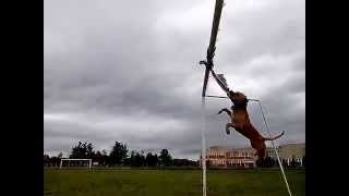 Apbt Sedamags Jenki High Jump