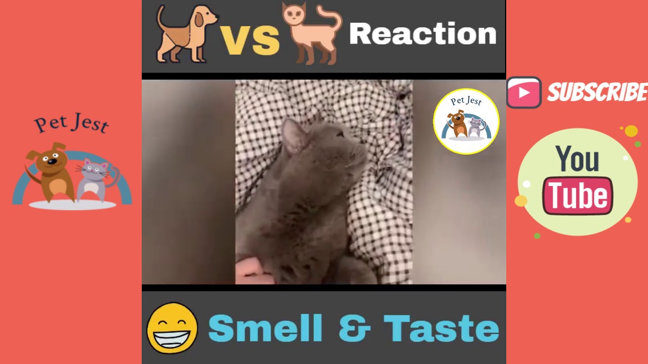Cats Vs Dogs!🤣Smell and taste Challenge Pet Jest Video 2020 YouTube