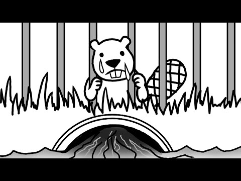 How To Keep Beavers From Plugging Up Culverts