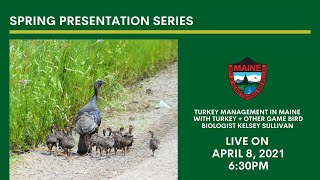 Turkey Management in Maine with Turkey + Other Game Bird Biologist Kelsey Sullivan