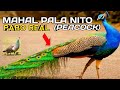 Napaka mahal pala nito pabo real o peacock 58