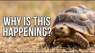 Why Is My Sulcata Tortoise Shell Pyramiding? (Causes + What Helps) screenshot 5