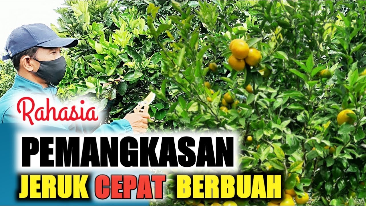 Jangan asal pangkas, biar tidak gagal berbunga