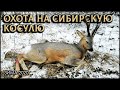 Охота на Сибирскую косулю 2020 в Омской области