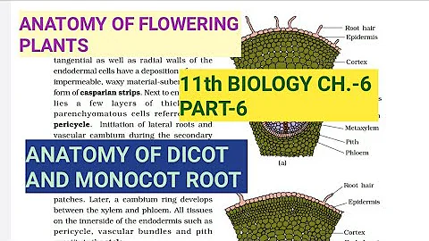 Class 11 Biology|Ch.-6 |Part-6||Anatomy of Dicot & Monocot Root||Study with Farru