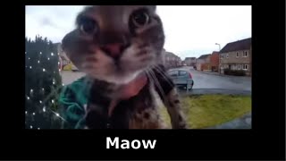 maow cat Resimi