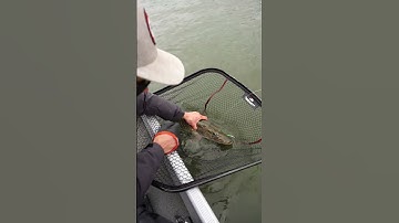 How to UnHook a Pike with Simon Torenbeek