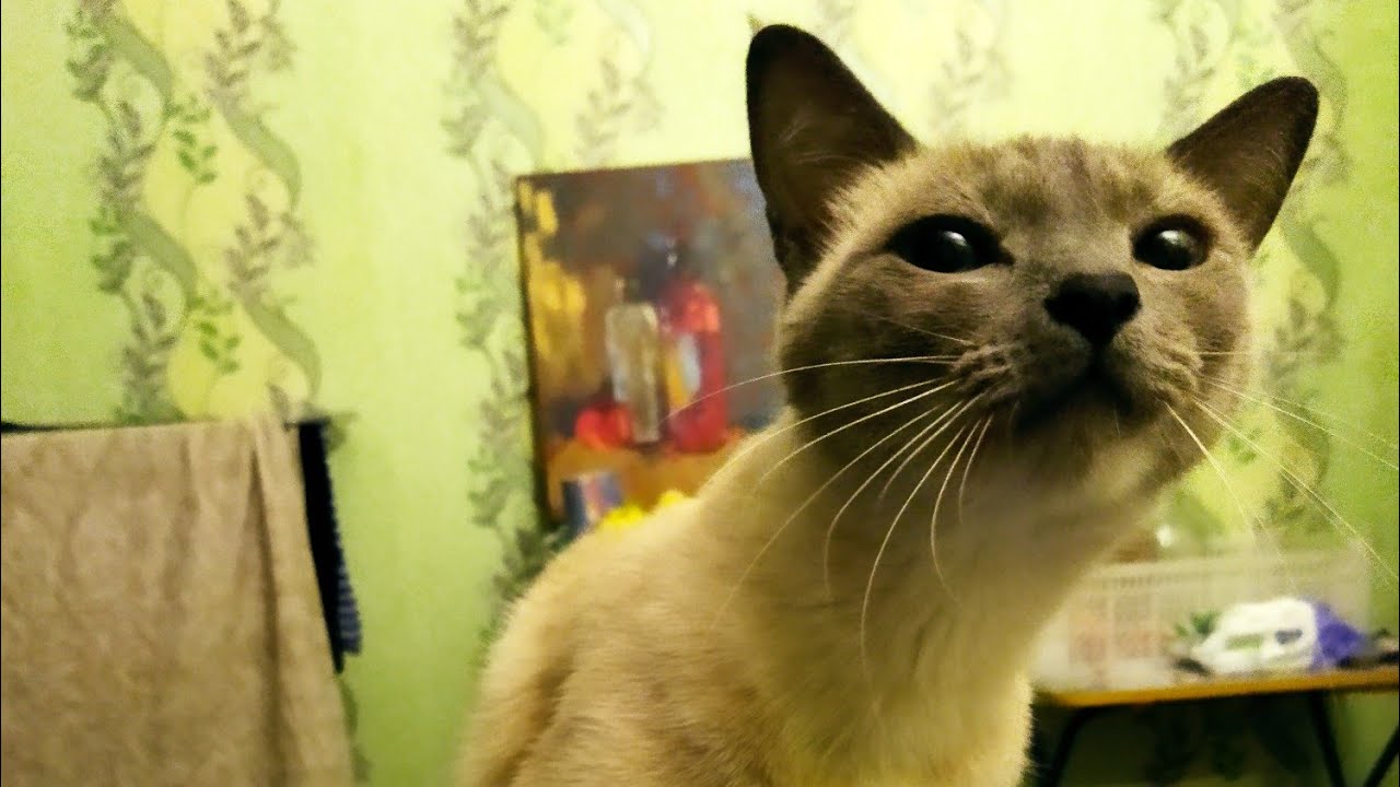 Меня разбудил салют и Луна - YouTube