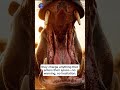 The Silent Killer of African Rivers - Hippo Facts That Shocked Everyone! Animal Fact Shorts