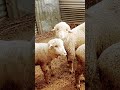 loving animal's ##sheep365 #sheep #sheepfarming #please ###sheepbreeding please like and share