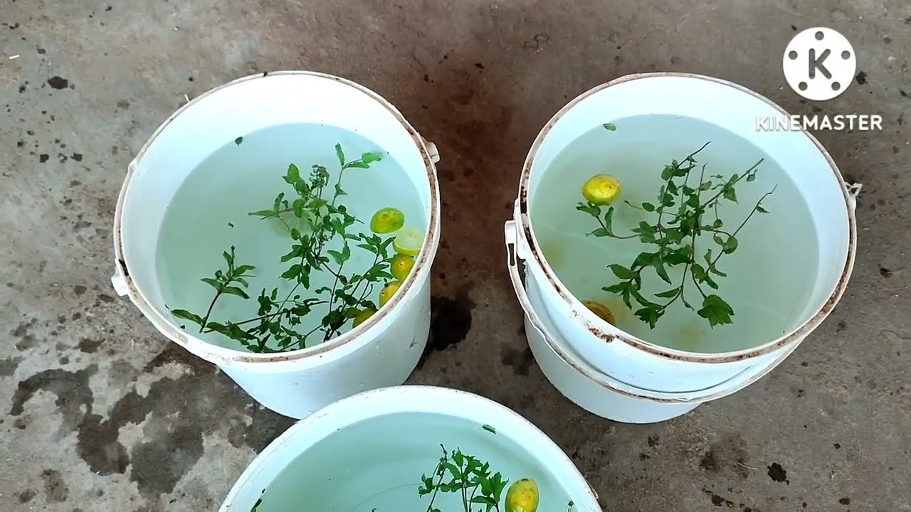 شاهد الفوائد الكبيره لليمون والنعناع للماعز والاغنام 🍋🌿