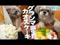 【奇跡の天然】シーズーてんぽさんグランマのお誕生日を祝う【手作りケーキ】