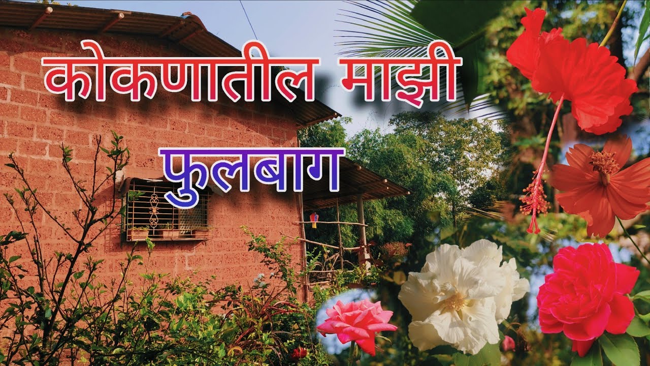 कोकणातील माझी फुलबाग😍l बागेत भेटले गोड गोड चिबुड 😋 l हिरवळ आणि फुलांचा आनंद #राखणदार #कोकण #कोकणसुख 