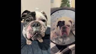 Monroe Update - Austin Bulldog