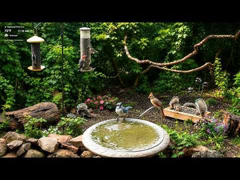 🔴 LIVE New England Fall Bird Feeder & Wildlife in 4K | Nature Sounds | Highwood Park