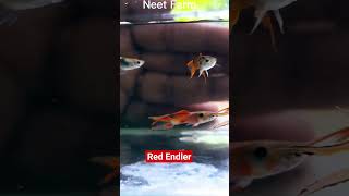 ❤️🔥 Red Endler Guppies Available for Sale! 🔥❤️At Neet Farm*🐟✨ Healthy • Active • 📩 DM to 8220653646