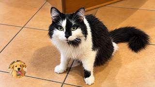 They Wanted to Euthanize This Wobbly Cat — Then She Found Her Family