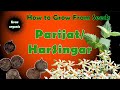 How to Grow Parijat From Seeds| Coral Jasmine | Harsinghar | Nyctanthes arbor-tristis| Shiuli