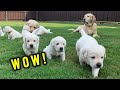 FIRST TIME EVER! Adorable Lab Puppies Explore Outside!