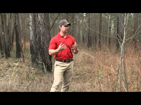 "Feathering" Staging Areas For Game Near Food Plots
