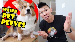 Here are my corgi's top 5 weird pet peeves and things he likes! they
include fart sounds, lemons, disrespect, getting in his face, selena
gomez! ...