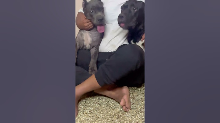 Epidi irukadi thakkali, nee poda peruchali 🤣🤣 #funnydogs #funnyshorts #dog