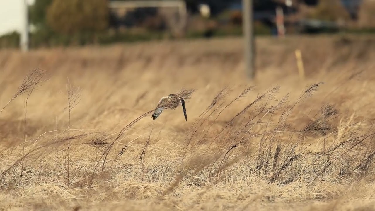 コミミズク飛翔姿