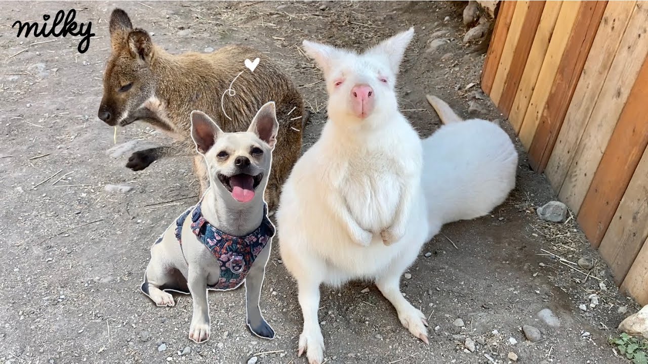 Puppy Meets KANGAROOS🦘in Canada🇨🇦?? YouTube