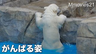 Polar Bear cub's  three effort ホッキョクグマのこぐまの３つの努力