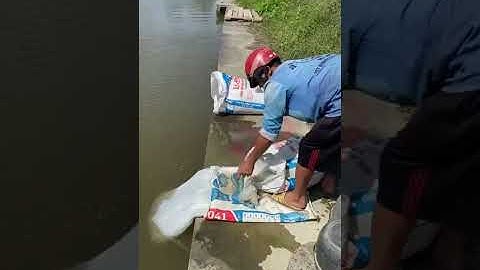 Vlogs 143 Bồi cá - Hồ câu Thái Dương 0933110009 KP Tân Ba, P. Thái Hòa, Tân Uyên, Bình Dương