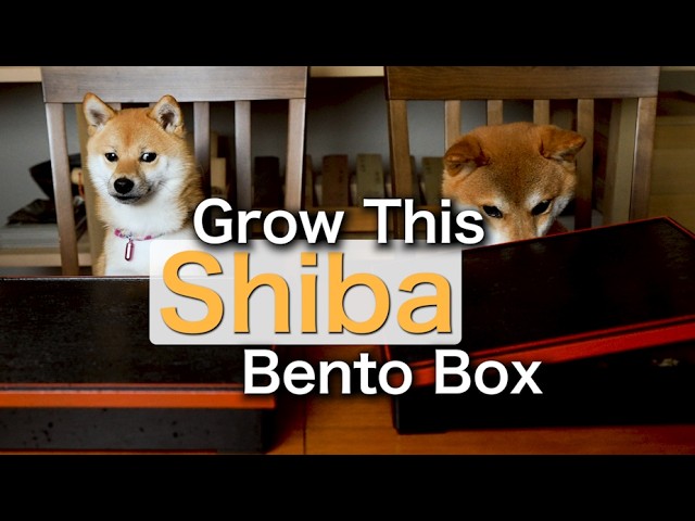 Mameshiba - Miniature Shiba Inu - 豆柴 - 柴犬 - YouTube