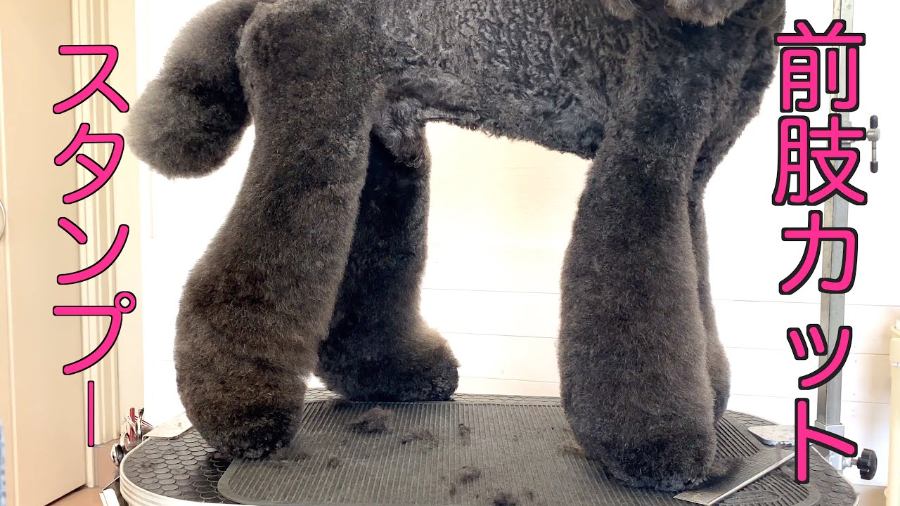 トリミング スタンダードプードルの前肢をブレンダーでカット すっきりめのブーツカット Youtube
