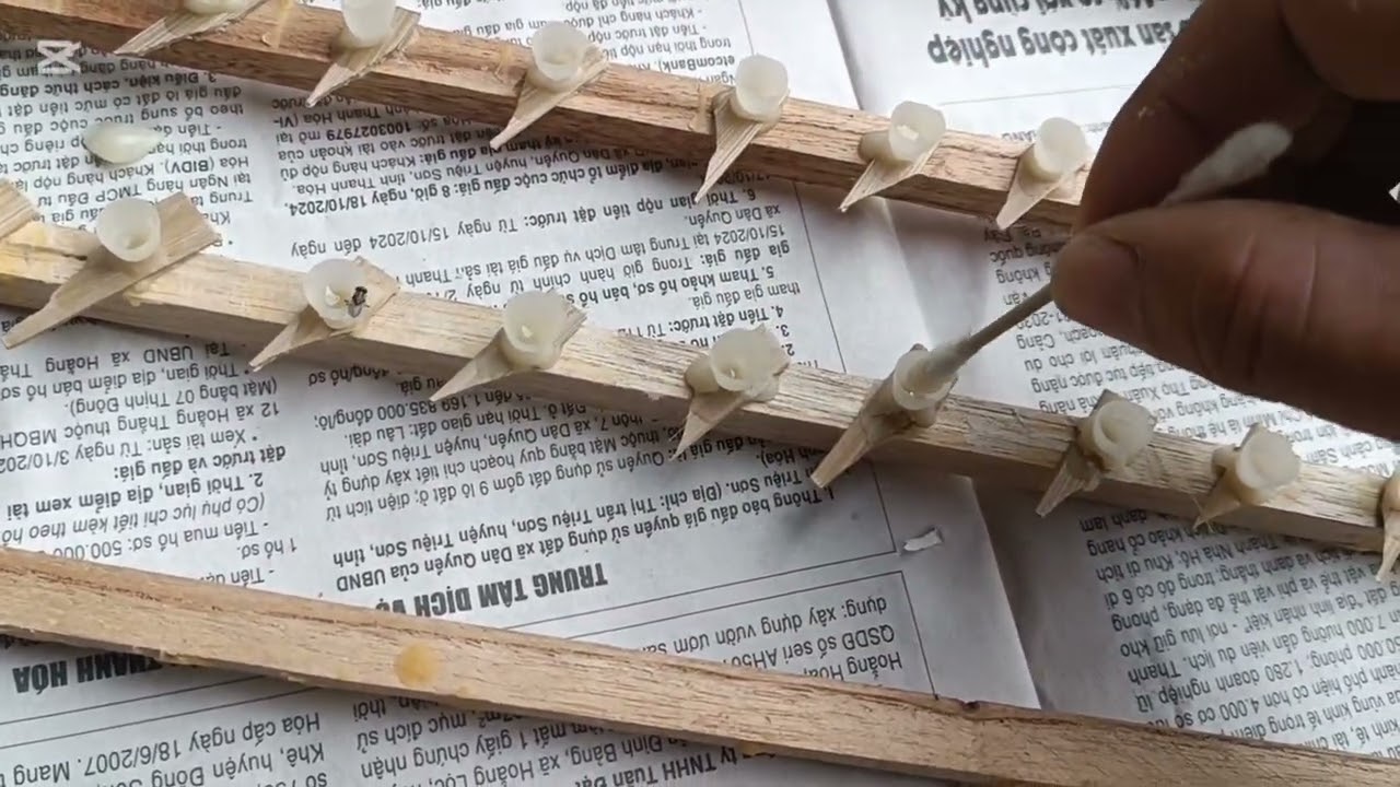 Cách làm chúa di trùng hiệu quả