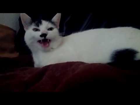 Katze Sagt Gesundheit Meckert Beim Niesen My Cat Hates Sneezing