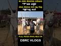 ಈ ಜೋಡಿ ಹೋರಿಗಳ ಬೇಲೆ ಬರೋಬರಿ 18 ಲಕ್ಷ 🔥😱 | Kengal Jathre 2025 #hallikar #hallikarcows #varthursanthosh