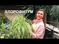 ХЛОРОФИТУМ уход 🌱 полезные свойства 🌱 ПОЧЕМУ ЖЕЛТЕЮТ ЛИСТЬЯ