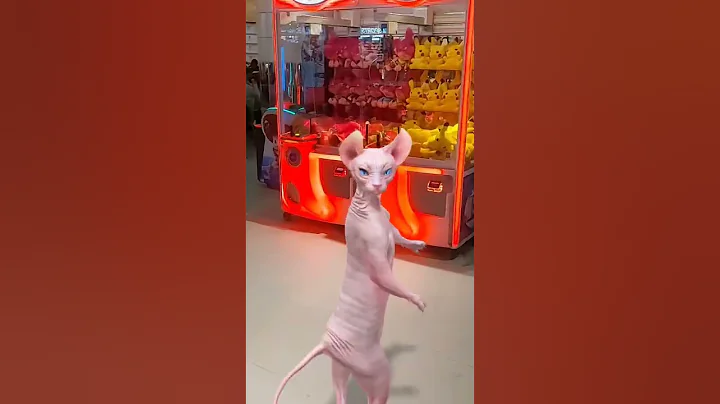 Video 11830521: sphynx cat cute lovely, cute funny sphynx cat, cutecat funnycats love, nice lovely cute cats