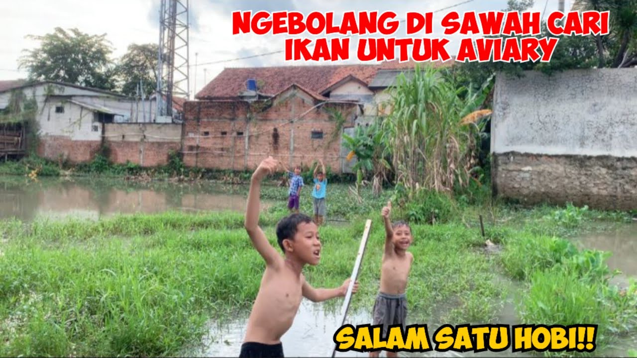 HUNTING IKAN DI SAWAH UNTUK ISI KOLAM AVIARY, BANYAK BOCAH BOCAH DI SAWAH KALO PUASA GINI! 