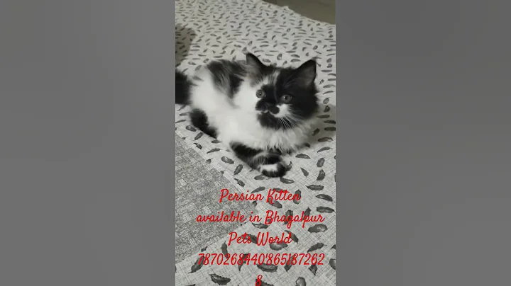 Video 9450981: persiancat persians, persiancat kitten kitty, persiancat kitten pets, persian kitten kitty cute