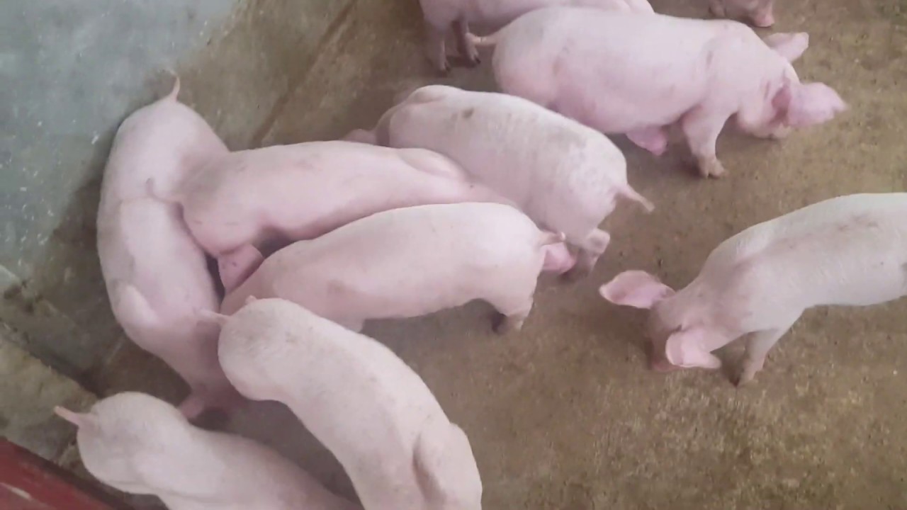 Vaccination Day .. (Giving Pigs Vitamins Shots) YouTube