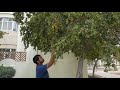 Sidra tree