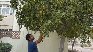 sidra tree