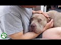 Dog Paralyzed With Fear Learns What Love Is mp3