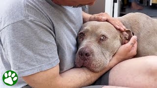 Dog Paralyzed With Fear Learns What Love Is
