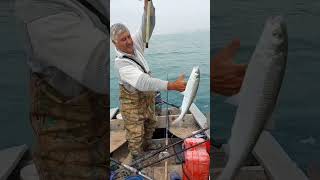 Xəzərdə Balıq Ovu 2023