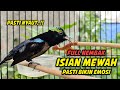 PANCINGAN KONIN GACOR FULL TONJOLAN MEWAH !! 99% COCOK BUAT MASTERAN KOLIBRI NINJA NEMBAK ISIAN